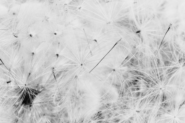 Free photo closeup greyscale of dandelions background