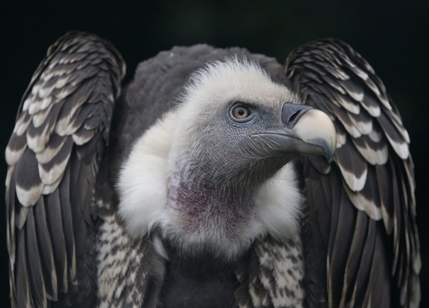 Free photo closeup of a griffon vulture, a bird of prey