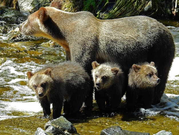 Free photo closeup of grizzly cubs and bear in the bear's knight inlet in canada during daylight