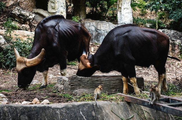 Closeup of guars eating food