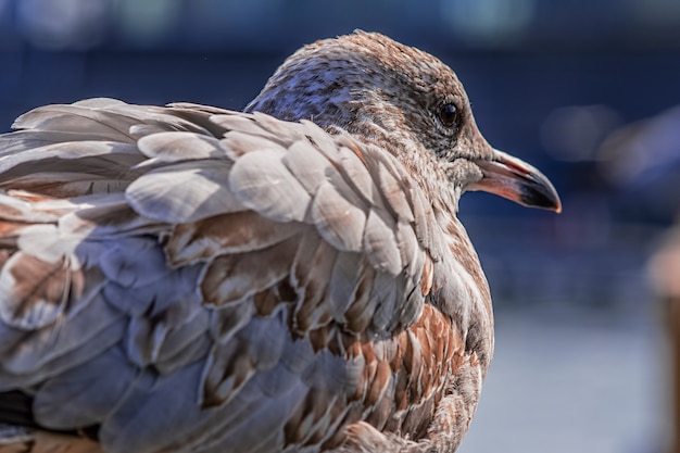 Free photo closeup of a gull on the ground under the sunlight on a blurry scene