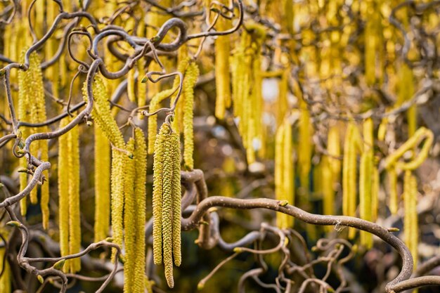 Closeup of hazel flowers Major trigger of allergies Background blur selective focus