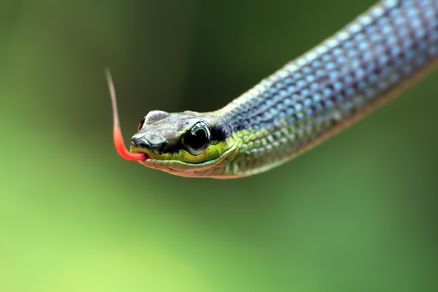 Free photo closeup head dendrelaphis formosus snake dendrelaphis formosus snake cloesup