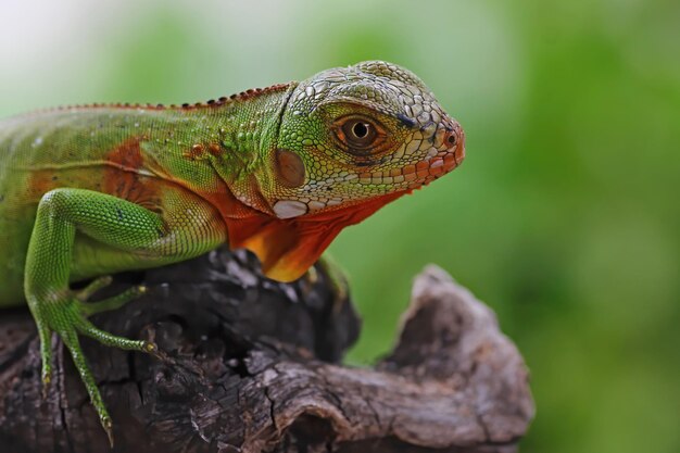 Closeup head of green iguana Green iguana side view on wood animal closeup