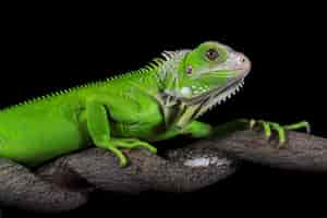 Free photo closeup head of green iguana green iguana side view on wood animal closeup