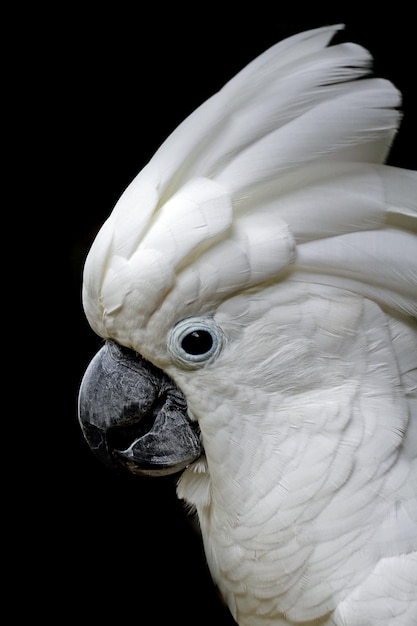 Closeup Head head Cacatua moluccensis animal closeup head