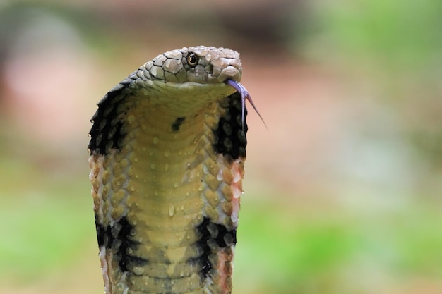 Free photo closeup head of king cobra snake king cobra closeup face reptile closeup with black background