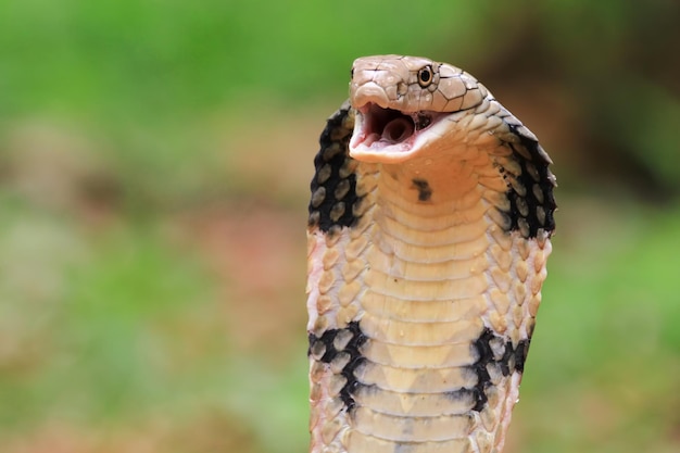 Free photo closeup head of king cobra snake king cobra closeup face reptile closeup with natural background