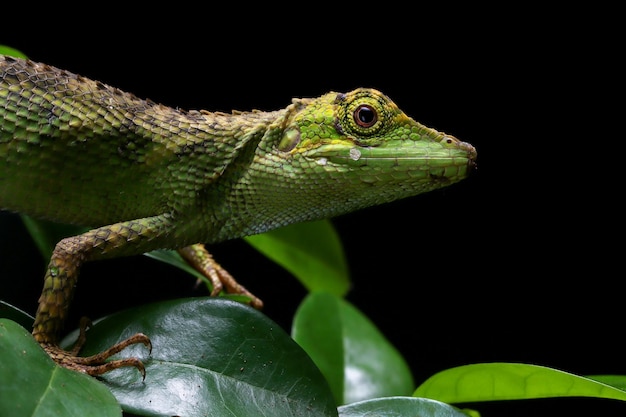 Free photo closeup head of pseudocalotes lizard with black background lesser tree agamid pseudocalotes tympanistriga closeup head