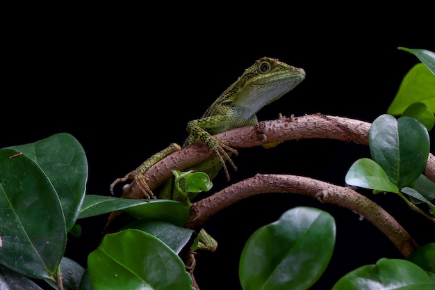 Closeup head of Pseudocalotes lizard with black background