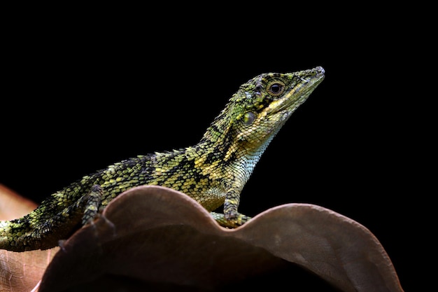 Free photo closeup head of pseudocalotes lizard with natural background pseudocalotes tympanistriga closeup indonesian lizard