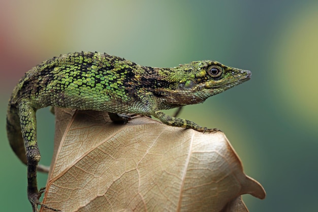 Free Photo closeup head of pseudocalotes lizard with natural background