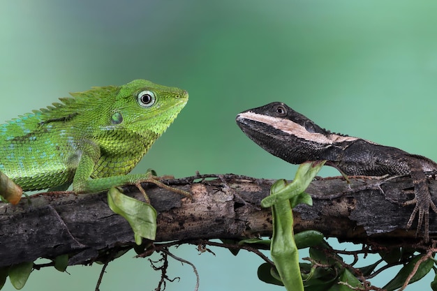 Free photo closeup head temporalis lizard and bronchochela jubata on branch