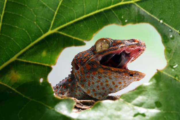 Free photo closeup head of tokay gecko