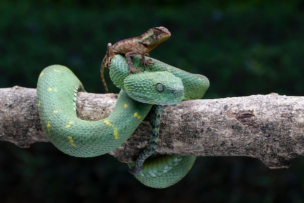 Closeup head West African leaf viper on branch West African leaf viper closeup