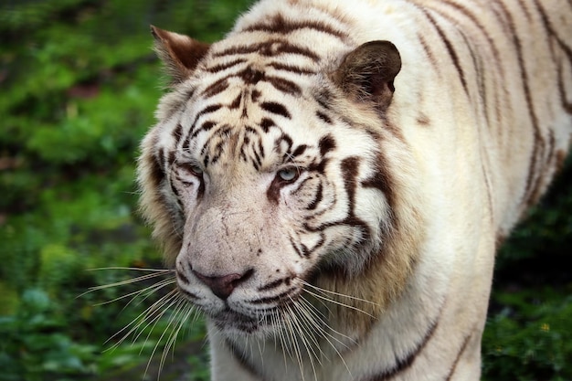 Free photo closeup head white tigers on the cliff in the green forest