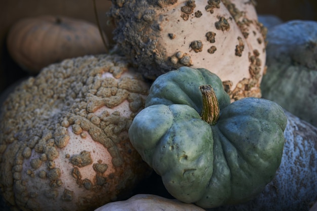 Free photo closeup of a heap of porcelain doll squashes