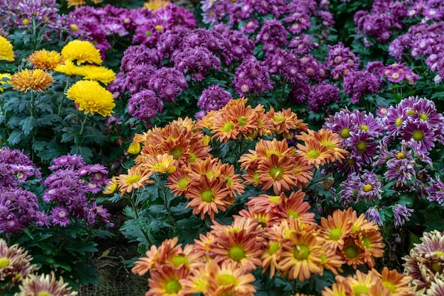 Free Photo closeup high angle shot of orange purple and yellow flowers with green leaves