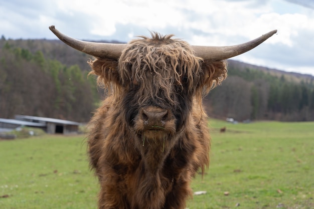 Free Photo closeup of a highland cattle on a farm field under a cloudy sky in thuringia, germany