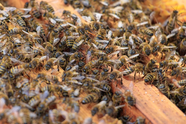 Free photo closeup of honeybees on beehive under the sunlight