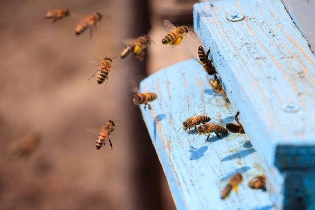 Free photo closeup of honeybees flying on a blue painted wooden surface under the sunlight at daytime