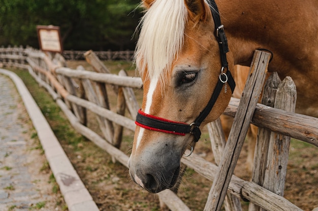 Closeup of a horse beside a wooden fence at a farm