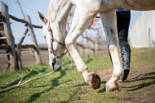 Closeup of a horse  with bridle grazing beside a white wall