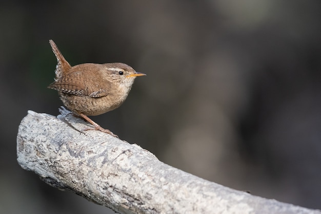 Closeup of a House Wren sparrow perched on a wooden log