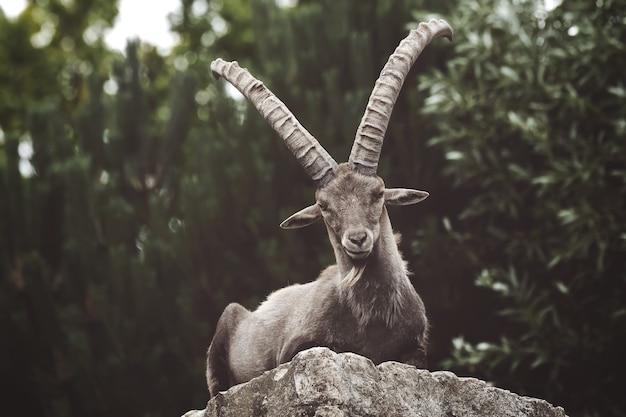 Free photo closeup of an ibex on a rock in the wilderness