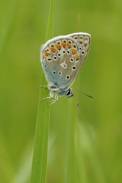 Closeup of an Icarus blue butterfly