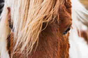 Free photo closeup of an icelandic horse under the sunlight  in iceland