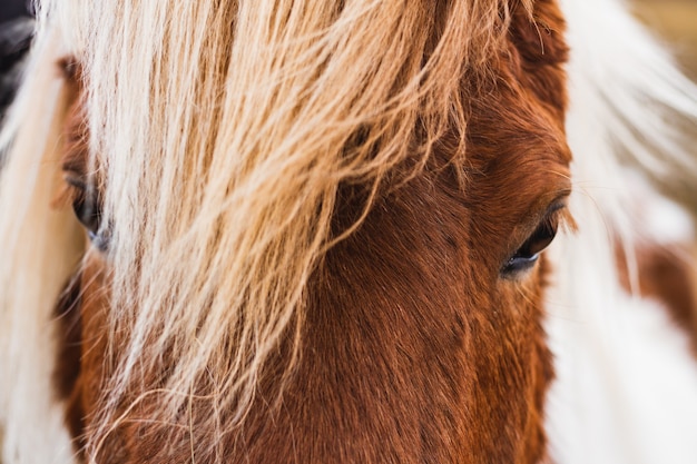 Free Photo closeup of an icelandic horse under the sunlight  in iceland