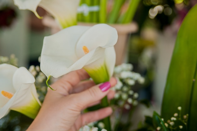 Free photo closeup image, woman hands holding white arum lily, shot from above, top overview, lily of the nile (calla)