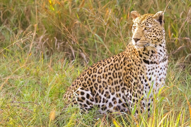 Closeup of an Indian leopard in a field under the sunlight