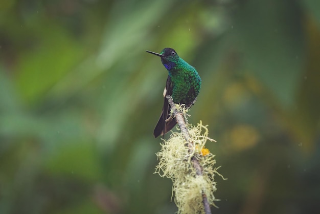 Closeup of an Indigo-capped hummingbird perched on a tree branch during the rain