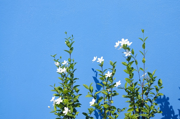 Closeup of jasmines growing against a blue wall under the sunlight