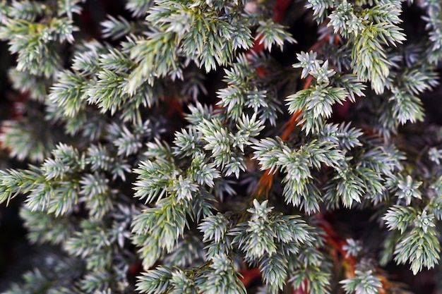 Closeup of Juniperus leaves under the sunlight