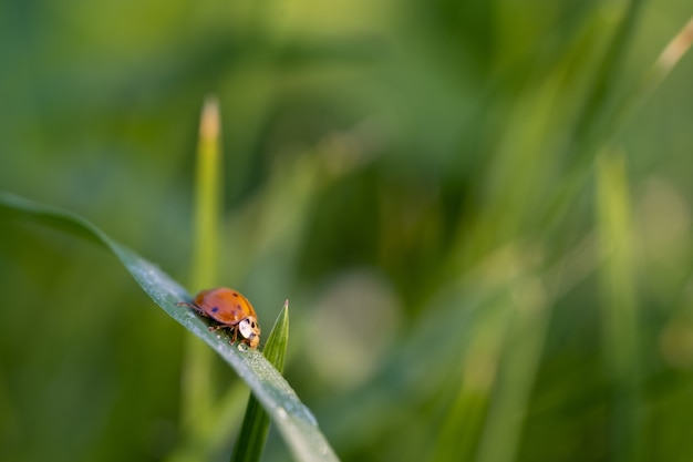 Free Photo closeup of a ladybug on a green leaf