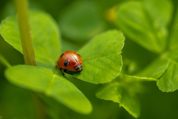 Free Photo closeup of a ladybug on a green leaf