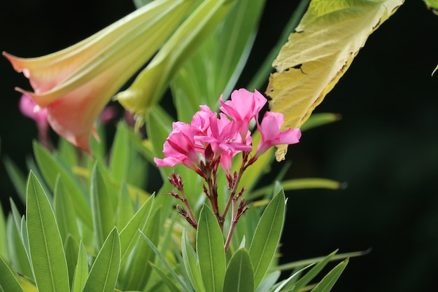 Closeup landscape shot of a pink oleander flower