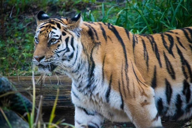 Free Photo closeup landscape shot of a striped tiger with green grass