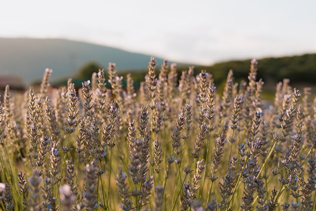 Closeup of lavender on a sunny day