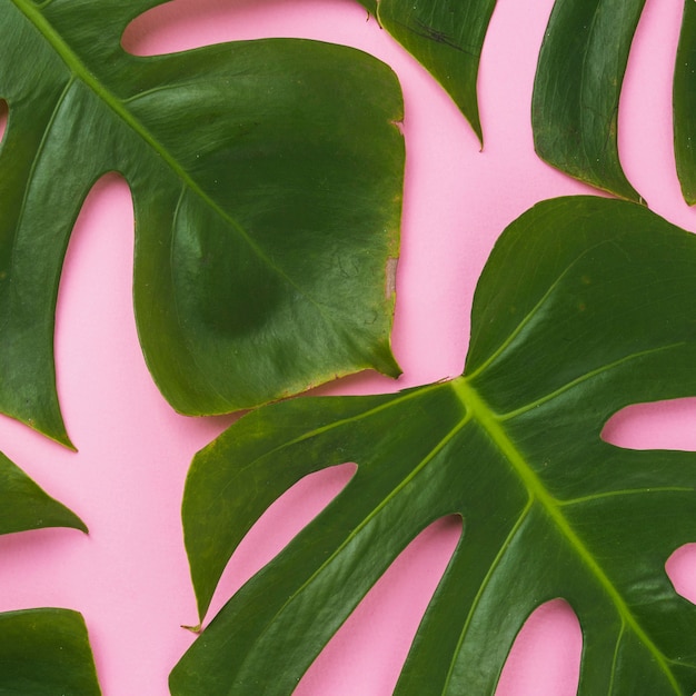 Closeup leaves of Monstera