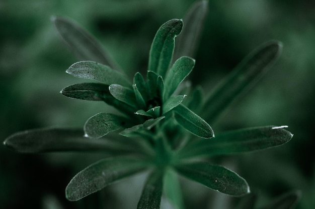 Closeup of leaves of a plant in a garden during the daytime