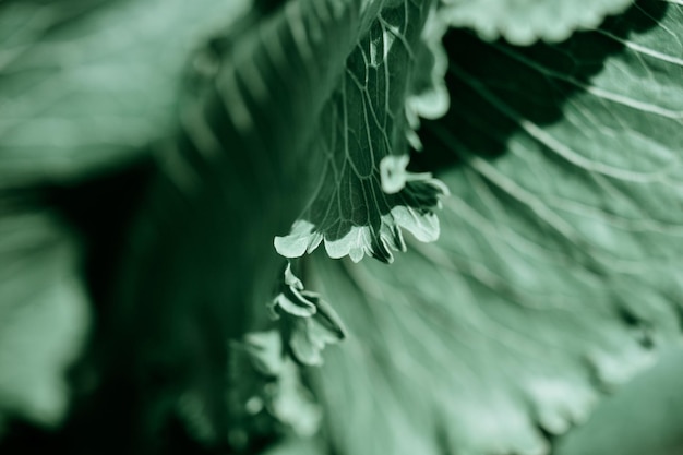 Free photo closeup of leaves of a plant in a garden during the daytime