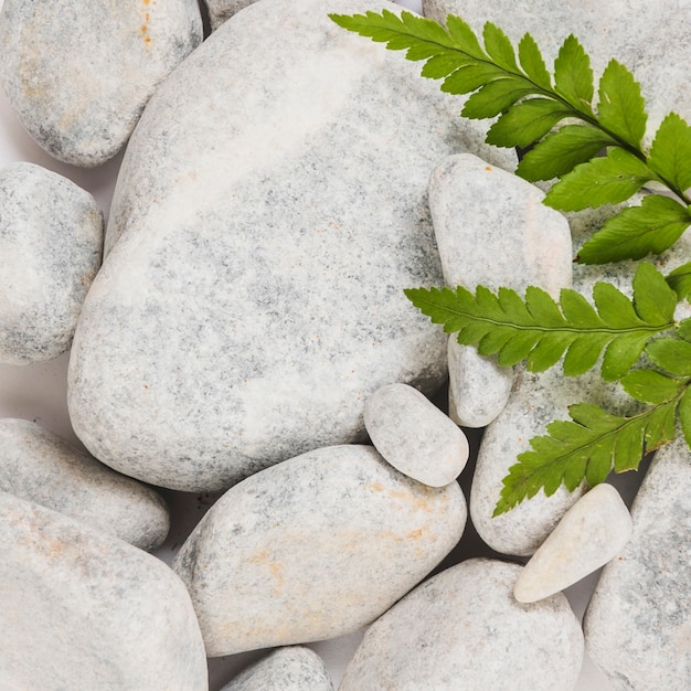 Closeup leaves on smooth stones