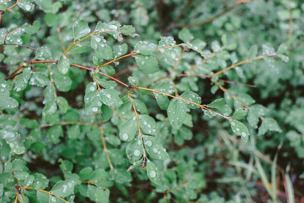 Closeup of leaves with water drops and a blurred natural background