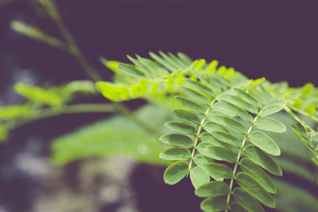 Closeup leaves