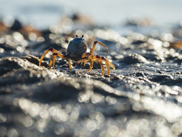 Closeup  of a Light-blue Soldier Crab on the beach