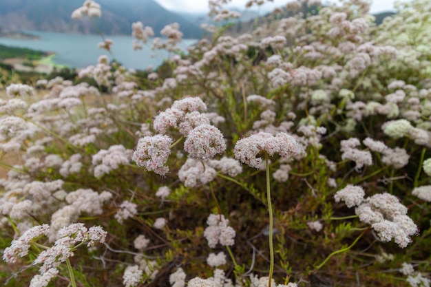 Free Photo closeup of light pink-colored flowers captured at the pyramid lake in california